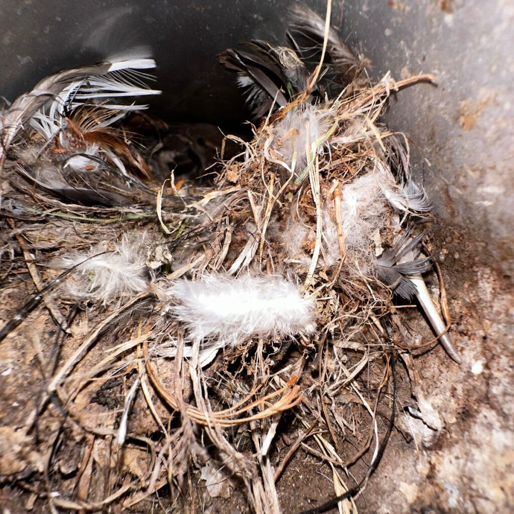 bird nest removal in brooklyn