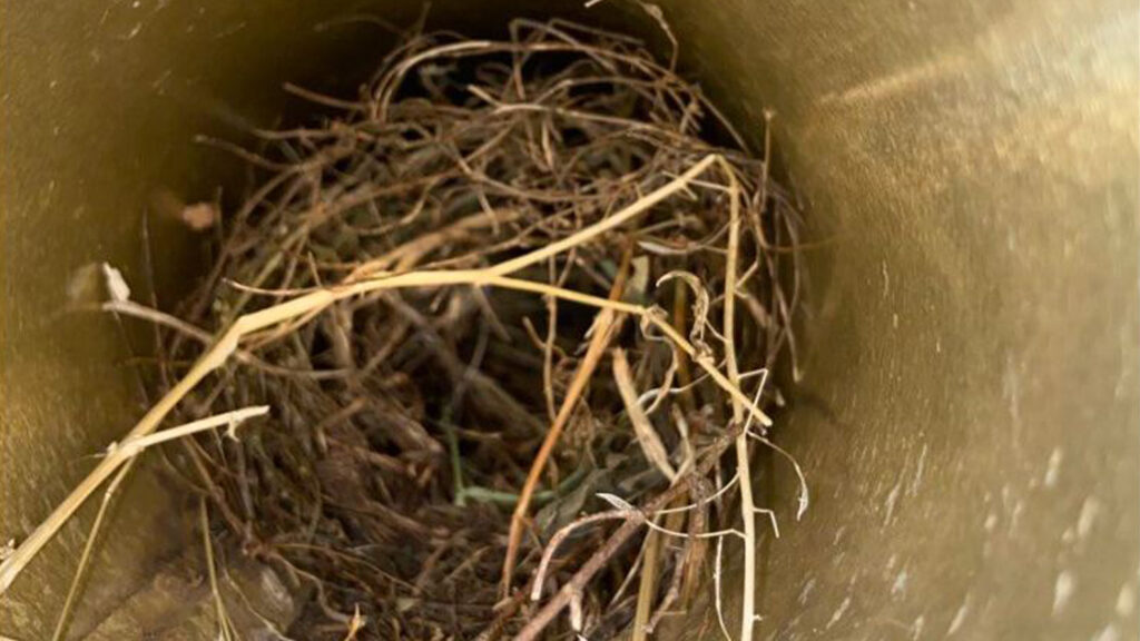 bird nest removal brooklyn service 1